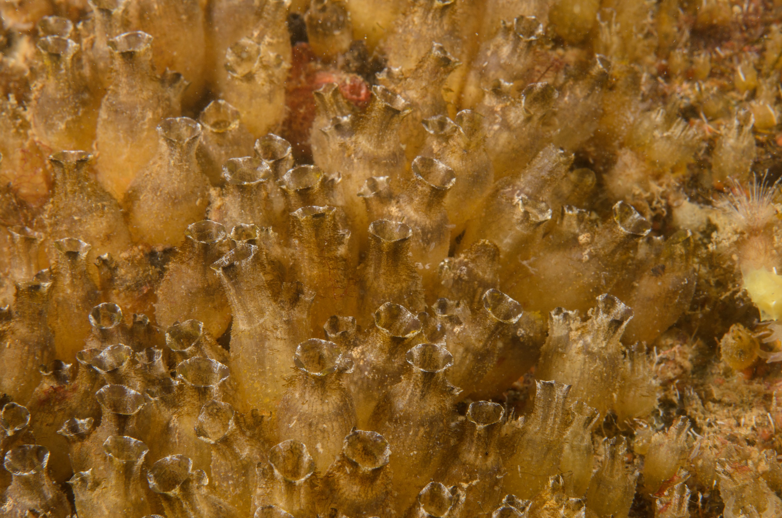 DSC_1697 – crispin, nz, new, zealand, new zealand, aug16_cm, Polyandrocarpa, zorritensis, invasive, pest, ascidian,